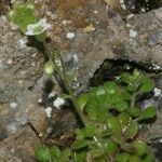 Sedum fragrans Elinympäristö