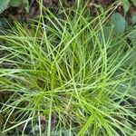 Carex muskingumensis 葉