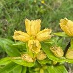 Gentiana punctataFloare