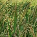 Oryza sativa ᱥᱟᱠᱟᱢ