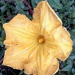 Cucurbita pepo Flor