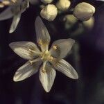 Toxicoscordion brevibracteatum Flower
