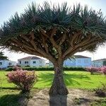 Dracaena draco Hostoa