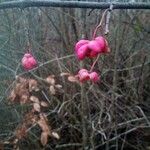 Euonymus atropurpureus Folla