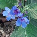 Eranthemum pulchellum Flower