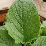 Borago officinalisFrunză