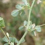 Medicago italica Levél