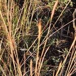 Heteropogon contortus Hedelmä