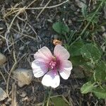 Althaea cannabina Квітка