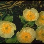 Trollius laxus Alkat (teljes növény)