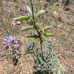 Lupinus hillii Fruit