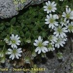 Cerastium pedunculatum Yeri