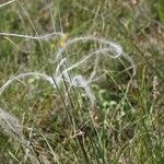 Stipa pennata Λουλούδι