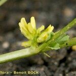 Trigonella stellata Blüte