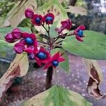 Clerodendrum trichotomumഫലം