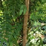 Berberis oiwakensis Bark