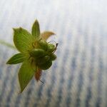 Potentilla erecta Other