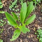 Arnoglossum plantagineum Leaf