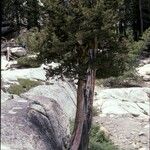 Juniperus occidentalis Характер