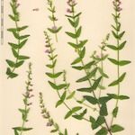 Scutellaria minor Other