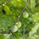 Pittosporum tenuifolium Fruit