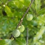 Pittosporum tenuifolium Ovoce