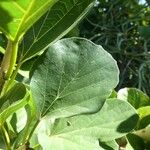 Cordia myxa Leaf