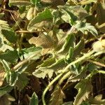 Tridax procumbens Folio