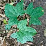 Dioscorea sansibarensis Hoja