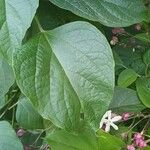 Clerodendrum trichotomum Blad