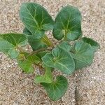 Calystegia soldanella Lehti