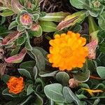 Calendula stellata Fleur