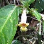 Drymonia macrophylla Annet