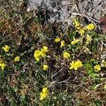 Helianthemum oelandicum Habitat