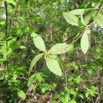 Oemleria cerasiformis Blatt