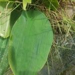 Orontium aquaticum Leaf