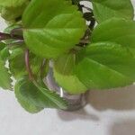 Plectranthus verticillatus Blad