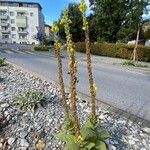 Verbascum phlomoides 形态