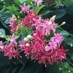 Combretum indicum Flor
