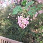 Ribes sanguineumFlower