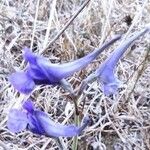 Delphinium gracile Kwiat