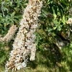 Aesculus californica Flor