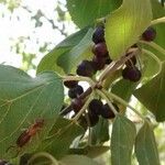 Rhamnus cathartica Gyümölcs