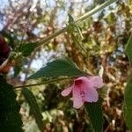 Pavonia urens Flor