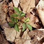 Panax trifolius Folha