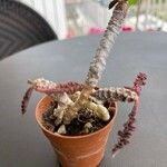 Euphorbia decaryi Blad