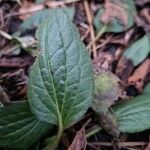 Rudbeckia fulgida Leaf