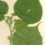 Abutilon theophrasti Annet