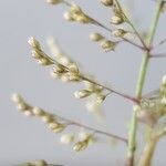 Sporobolus coromandelianus Flower