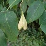 Staphylea trifolia Fruto